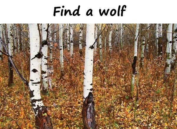 Find a wolf