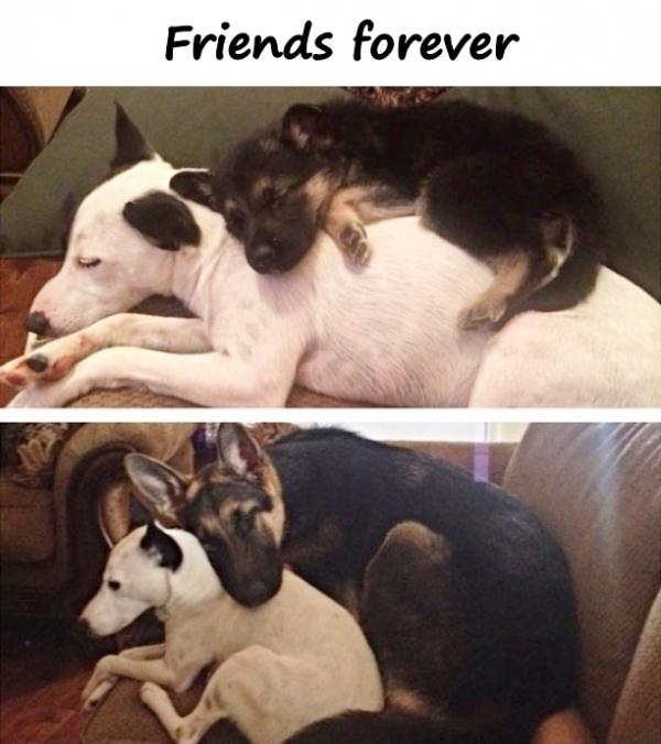 Friends forever