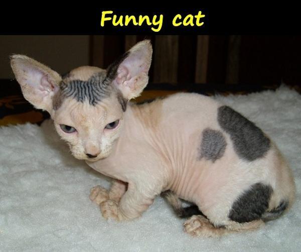 Funny cat