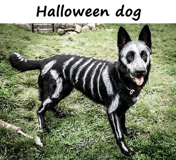 Halloween dog