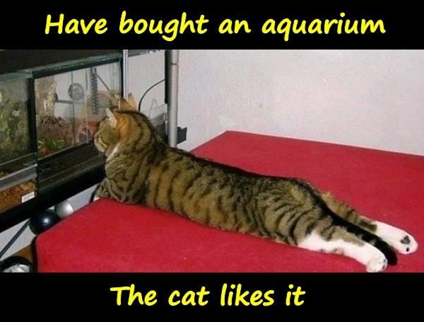 Have bought an aquarium. The cat likes it