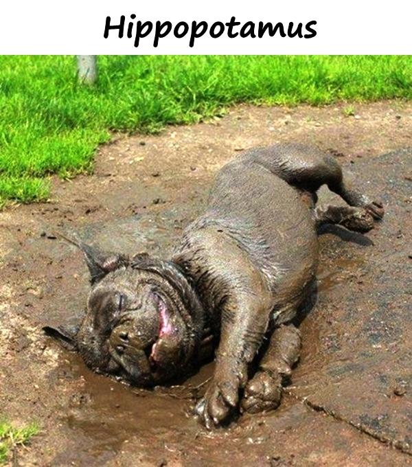 Hippopotamus