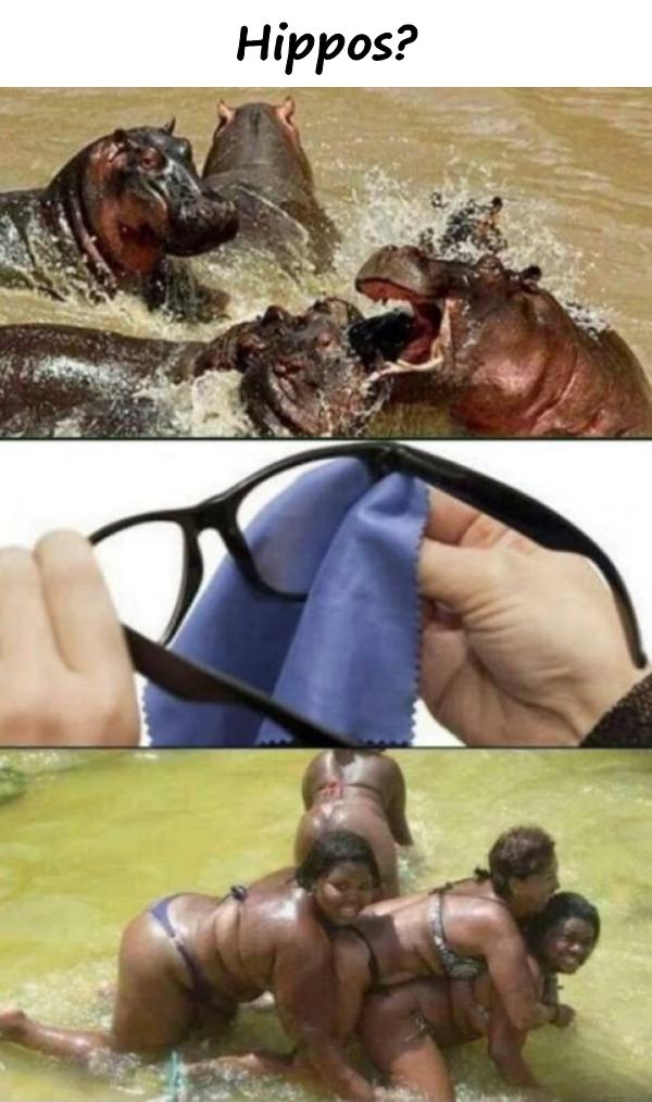 Hippos