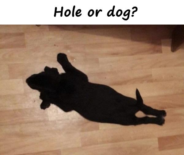 Hole or dog