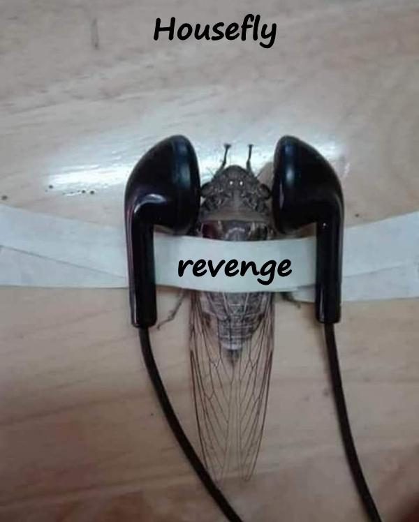 Housefly - revenge