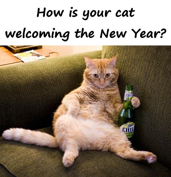 How is your cat welcoming the New Year