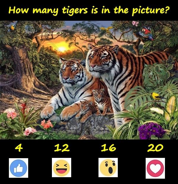 How many tigers is in the picture