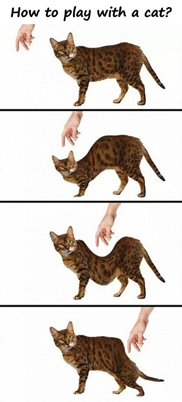 How to play with a cat