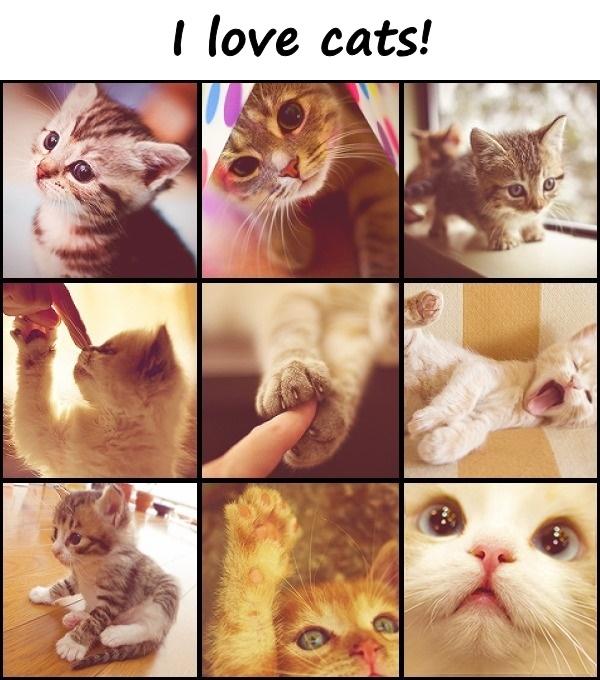 I love cats