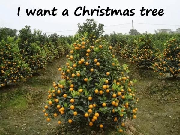 I want a Christmas tree