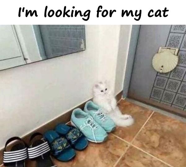 I'm looking for my cat