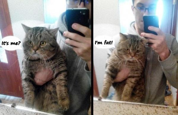 It's me? I'm fat