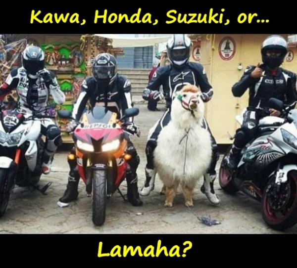 Kawa, Honda, Suzuki, or... Lamaha