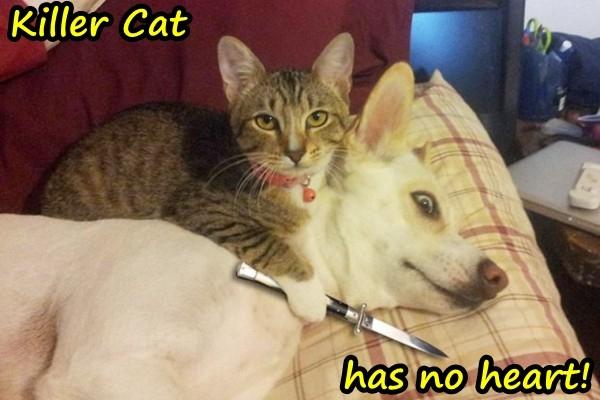 Killer Cat has no heart