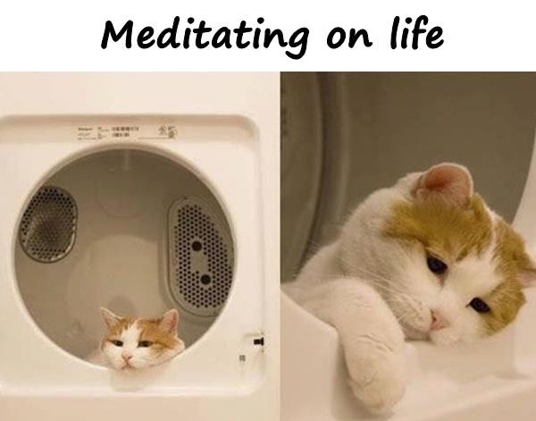 Meditating on life