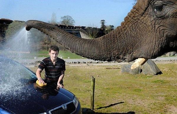 Natural car-wash