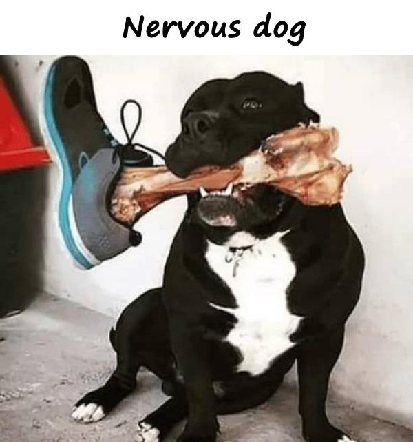 Nervous dog