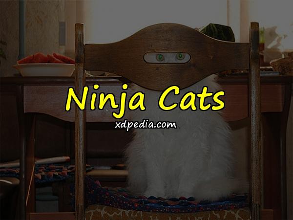 Ninja Cats