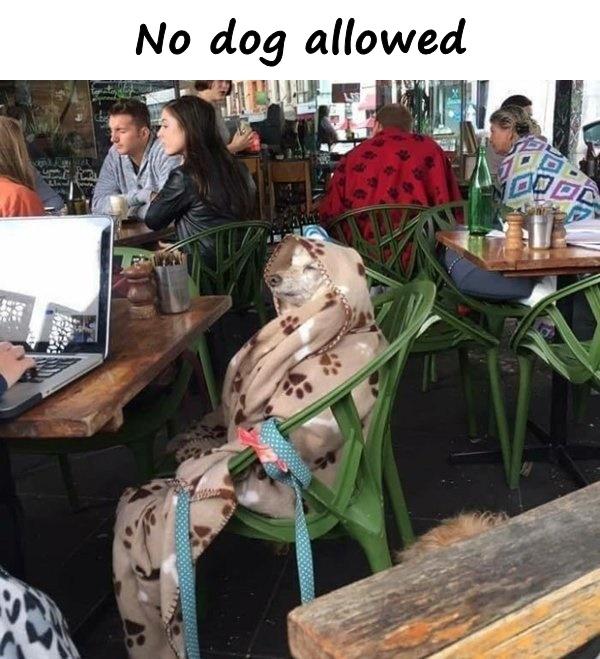 No dog allowed