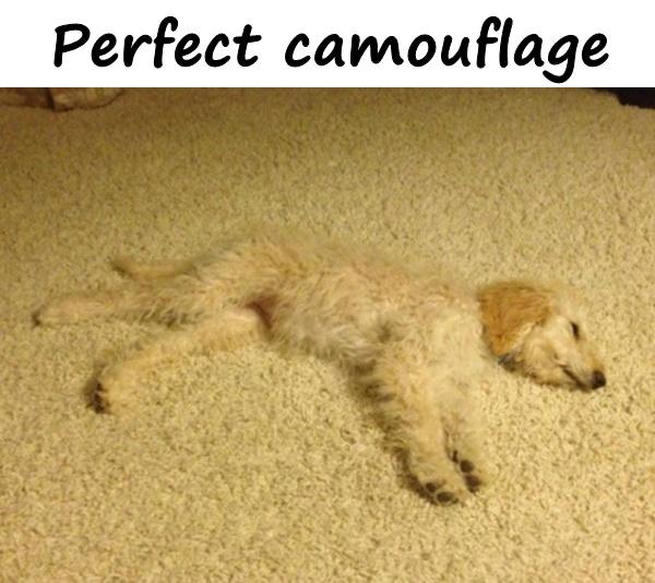 Perfect camouflage