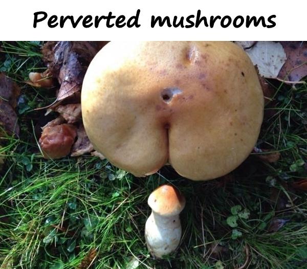 Perverted mushrooms