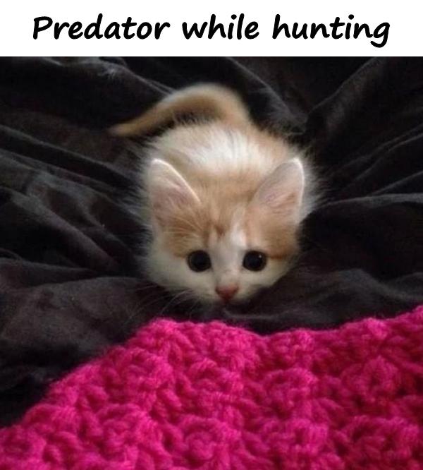 Predator while hunting