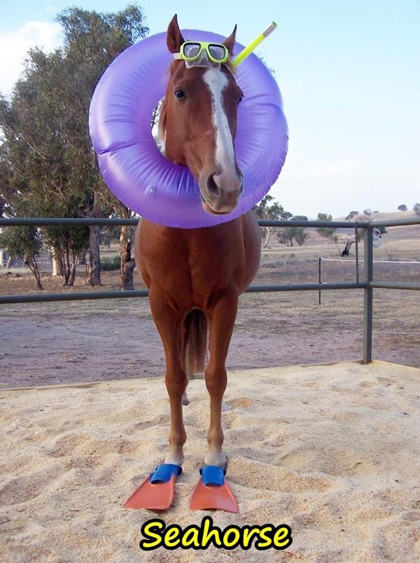 Seahorse