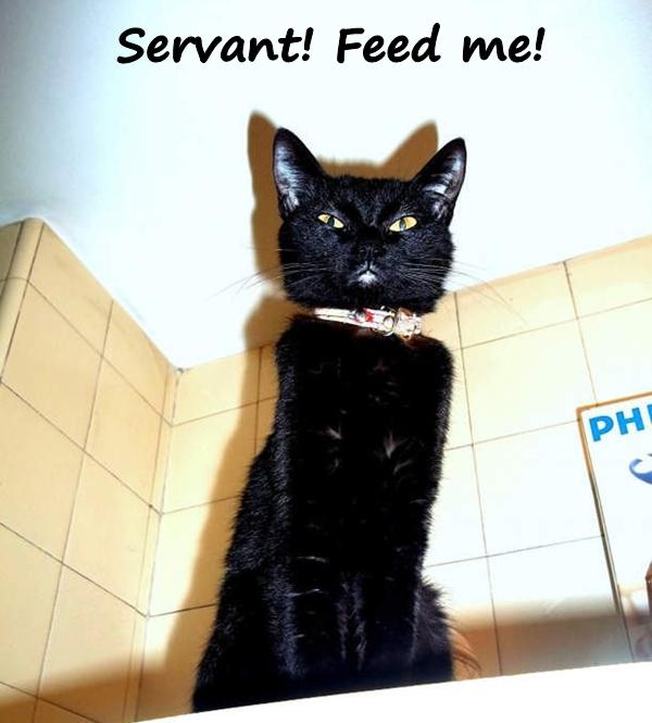 Servant! Feed me