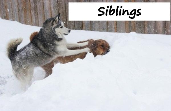 Siblings