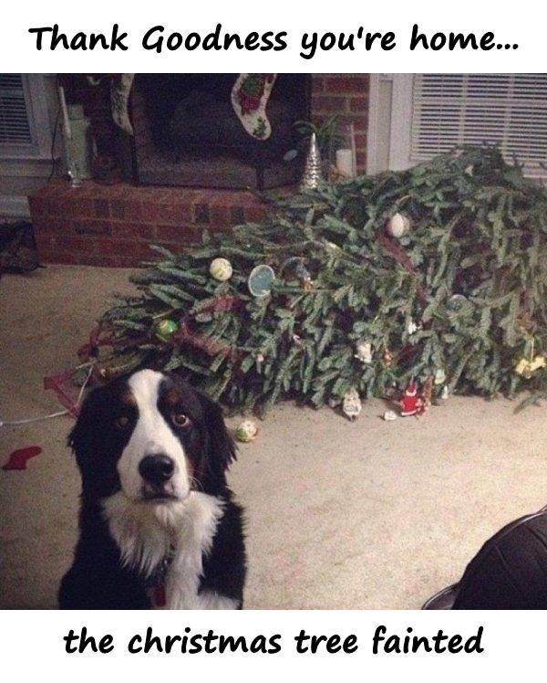 Thank Goodness you're home... the christmas tree fainted