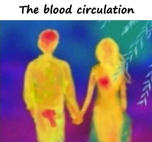 The blood circulation