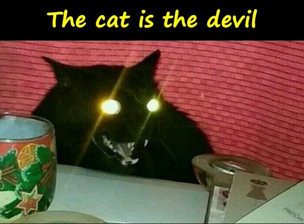 The cat is the devil