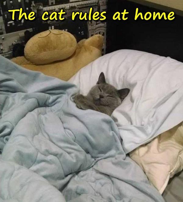 The cat rules at home