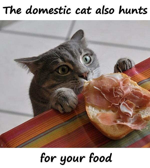 The domestic cat also hunts for your food