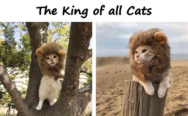 The King of all Cats