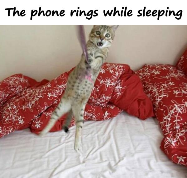 The phone rings while sleeping