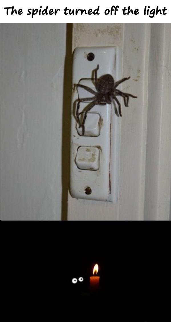 The spider turned off the light
