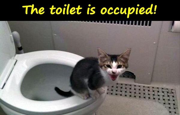 The toilet is occupied