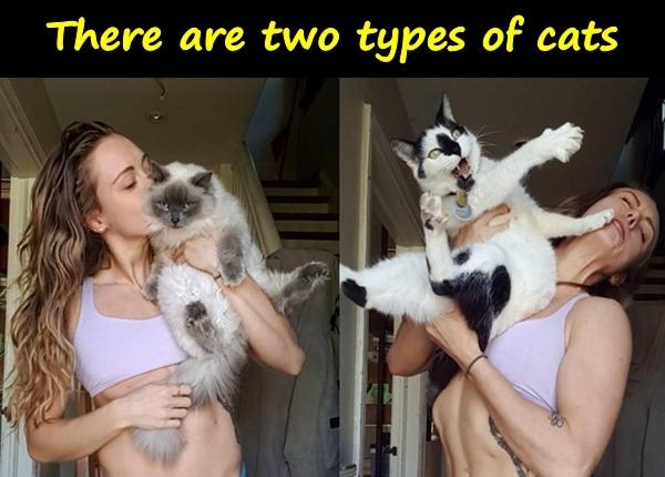 There are two types of cats