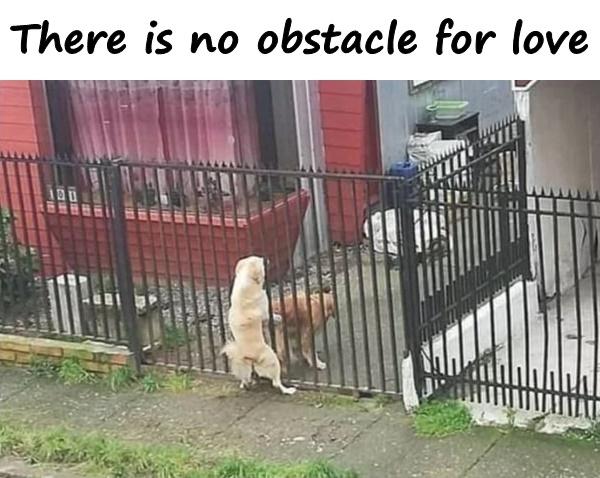 There is no obstacle for love