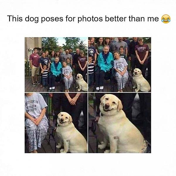 This dog poses for photos better than me
