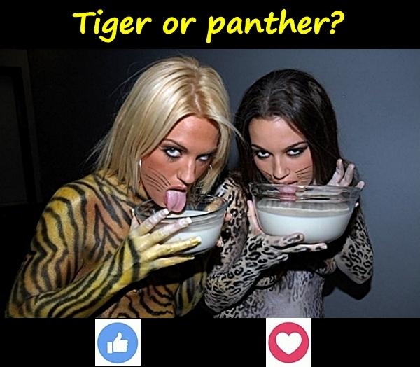 Tiger or panther