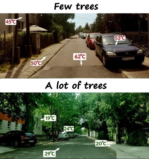 Trees and temperature