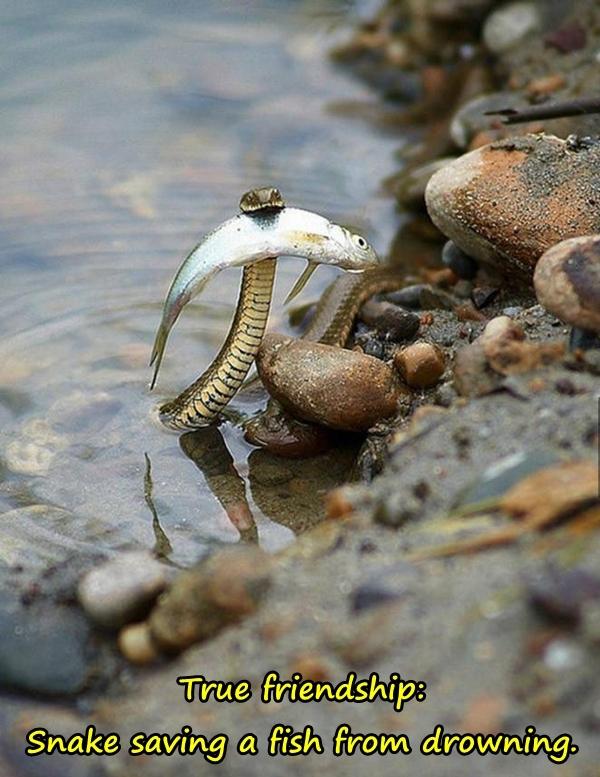 True friendship: Snake saving a fish from drowning