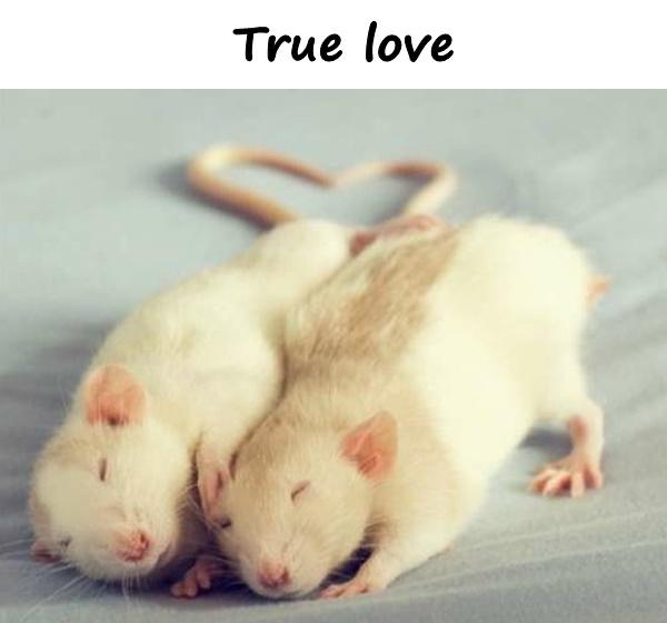 True love