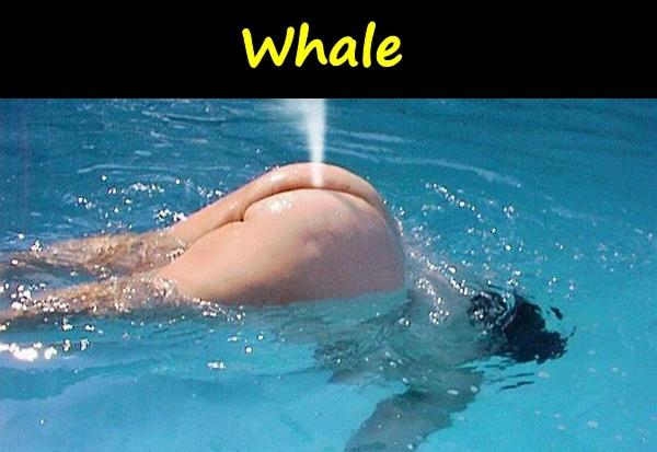 Whale