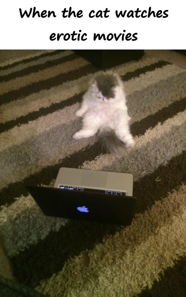 When the cat watches erotic movies