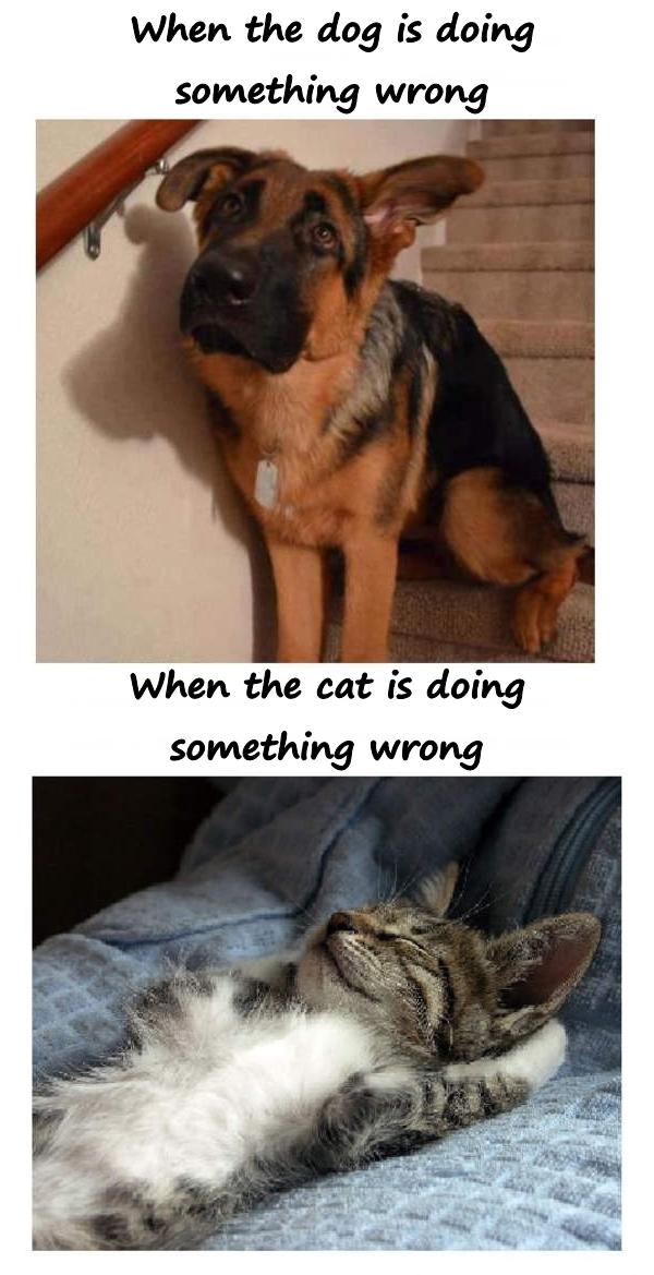 When the dog is doing something wrong. When the cat does