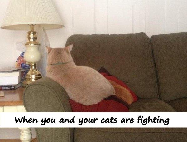 When you and your cats are fighting