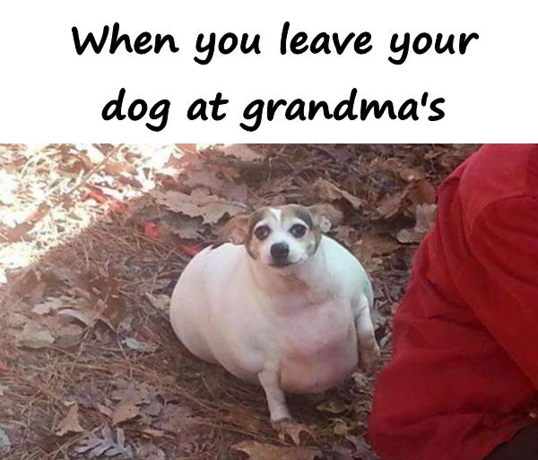 When you leave your dog at grandma's